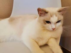 -浅草猫吧猫咖 购宠桌游 约会社交(红鼎国际名苑店)