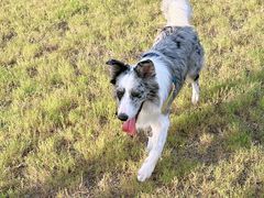 -翊宠yipet猫狗购宠庄园犬舍•猫舍