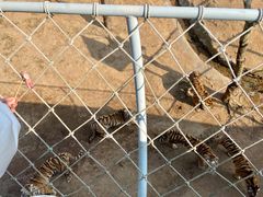 -西霞口神雕山野生动物世界