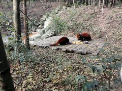 -成都大熊猫繁育研究基地