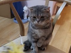 -猫咪派对(江南西店)