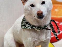-柴务处·柴犬主题狗咖
