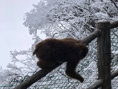 -峨眉山风景名胜区
