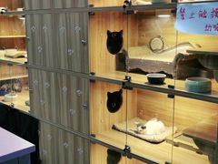 -喵百万·布偶·蓝金金渐层英短·猫舍(百子湾店)