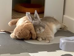 -爱侣宠医·鹦鹉专科·小型哺乳类·异宠专科(灵石路店)