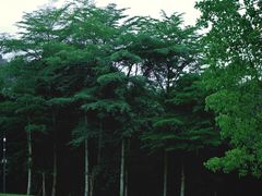 -深圳仙湖植物园