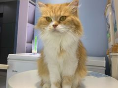 -喵的天空名猫咖啡馆·撸猫·猫舍·用品