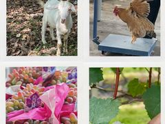 -马陆小张葡萄园农家乐