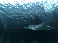 -悉尼海洋生物水族馆