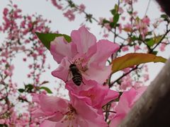 -莫愁湖公园