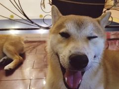 -喜柴咖啡·柴犬狗咖