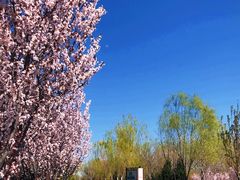 -永定河休闲森林公园