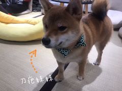 -逗柴咖啡屋·狗咖猫咖宠物桌游