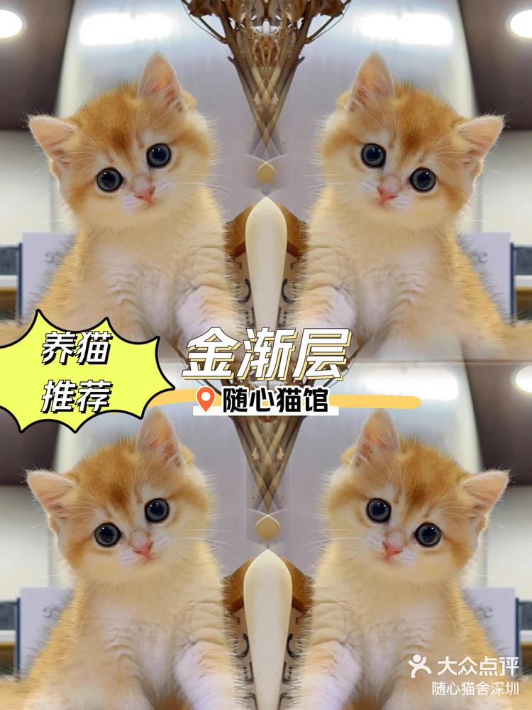 星期猫有什么特征图片