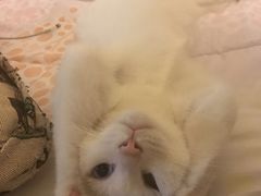 -瑞派宠物医院·24h·骨外科·皮肤科·全科宠物医疗转诊中心(沈阳浑南院)