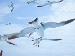 -海驴岛(荣成市)