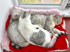 -纳吉亚猫专科动物医院博雅分院