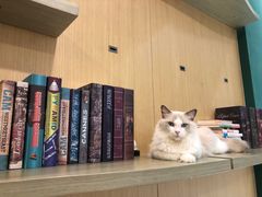 -飞行喵MR PILOT|猫舍·猫咖(静安大融城店)