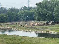 -北京麋鹿生态实验中心