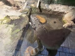 -上海大自然野生昆虫馆(东方明珠·爬宠昆虫探索中心)
