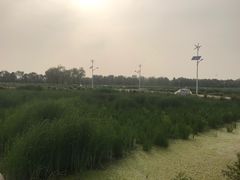 -大兴滨河森林公园