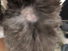 -宠爱国际动物医院· 猫科· 外科·中兽医(长白店)