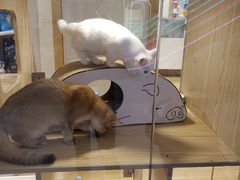 -屋虎猫馆(宝安大仟里店)