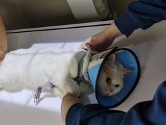 -联合动物医院(光谷诊疗中心)