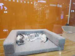 -狗道宠物(常熟印象城店)