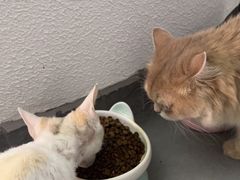 -琪喵猫屋·撸猫猫咖·猫舍