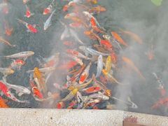 -醉香隆.山水庭院.湖北菜(东湖店)