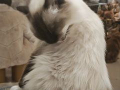 -平行世界·猫咖(首经贸店)