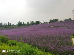 -紫颐香薰山谷景区