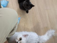 -1013 PET SHOP 宠物商店(近铁城市广场店)