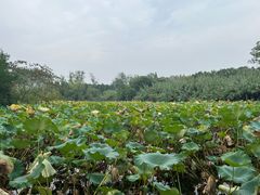 -溱湖国家湿地公园