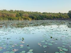 -大湾区中央湿地公园