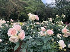 -人民公园(罗湖区)