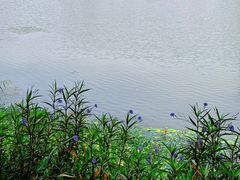 -昆山城市生态森林公园