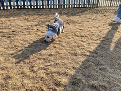 -趣玩宠物乐园寄养训犬训狗游泳池