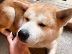 -老姐石板烧烤+铜炭火锅(总店)