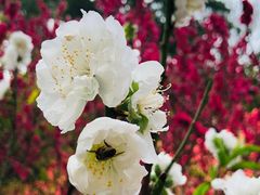 -桃花涧