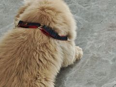 -艾贝尔宠物医院·宠保定点·超声绝育·免疫点(樱花路店)