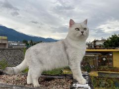 -喵屿·大理花园猫咖