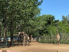 -大连森林动物园