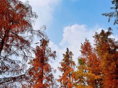 -重庆彩云湖湿地公园