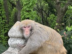 -苏州上方山国家森林公园