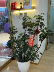 -JUVA欧华医美连锁