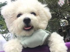 -翊宠yipet猫狗购宠庄园犬舍•猫舍