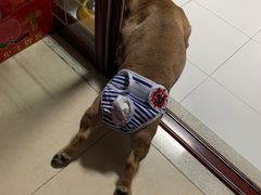 -柚子宠物(伊珊娜调理店)