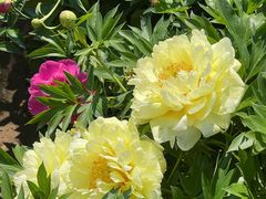 -国家植物园南园